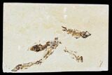 Five Cretaceous Fossil Fish (Armigatus) - Lebanon #110850-1